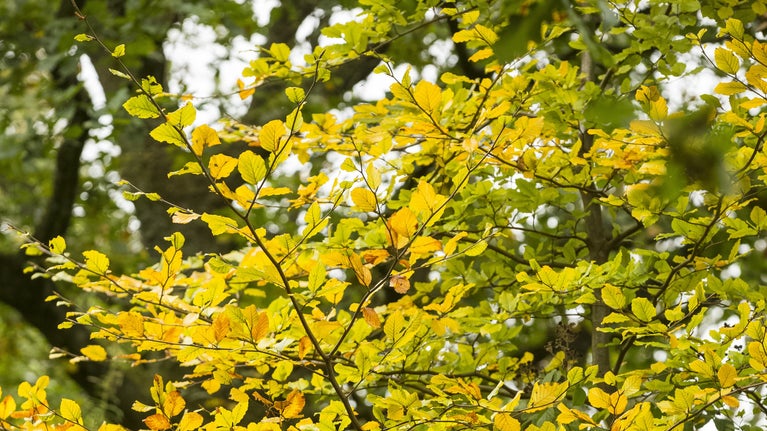 Beech tree leaves turn yellow in early autumn